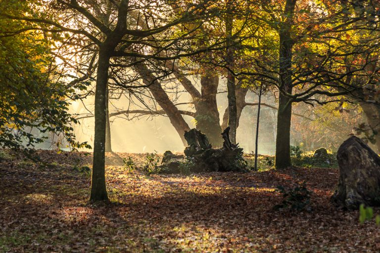 Mist and Sun near Blarney Castle