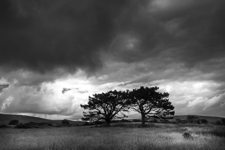 Storm Clouds & Trees