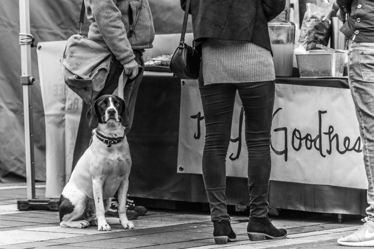 Waiting For My Owner