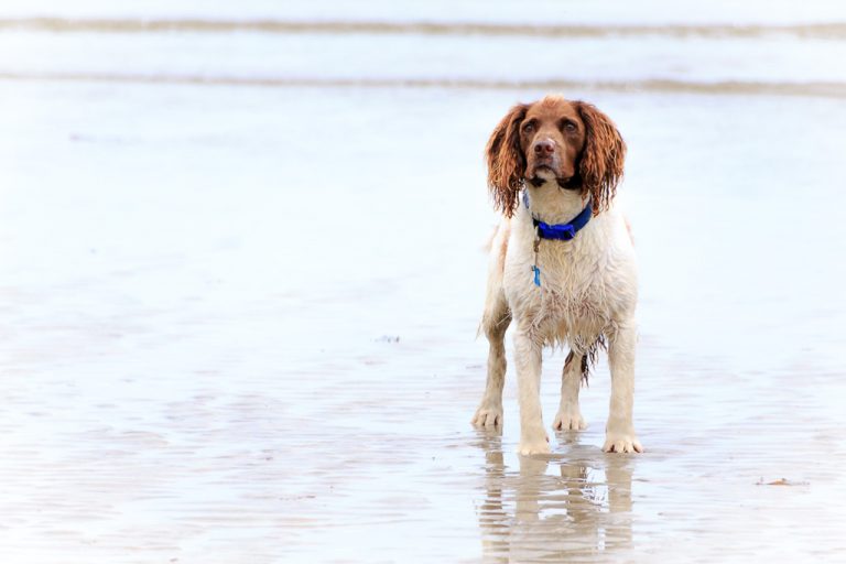 Springer Spaniel Wants to Play