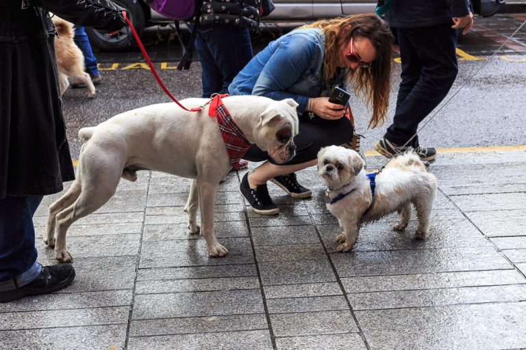 Bring your Dog to the pub!
