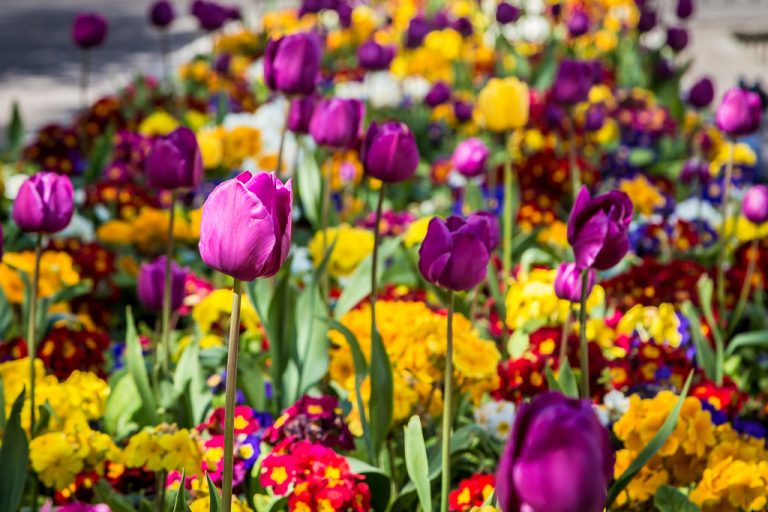 Purples and Yellows and Reds