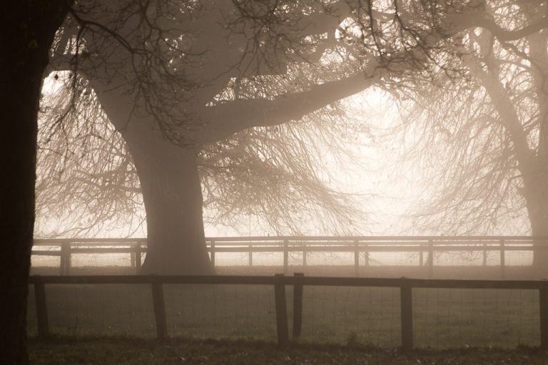 Foggy Trees