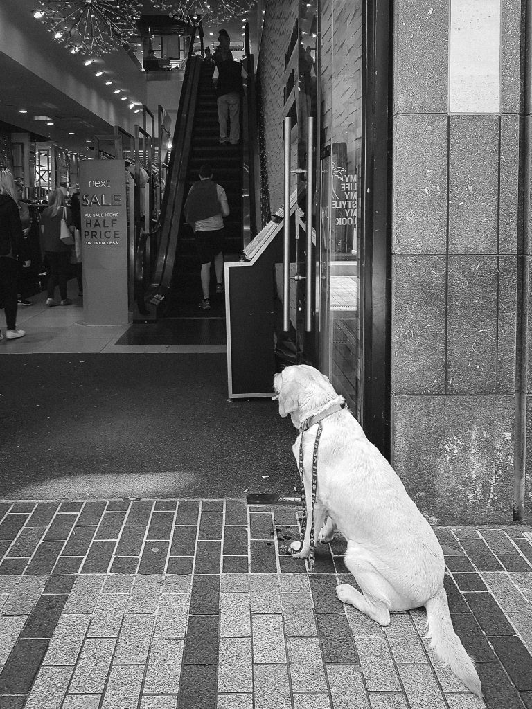 Dog Waiting