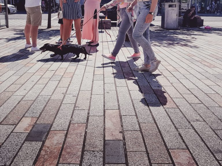 take the dog for a walk