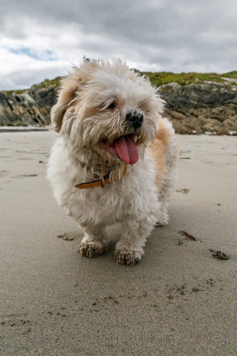 Oscar on Sherkin Island