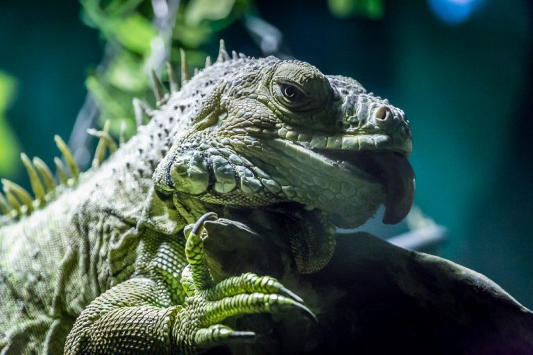 Dingle Oceanworld Aquarium Iguana