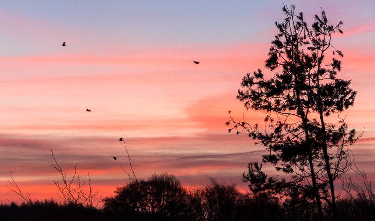 Sunrise over the Trees