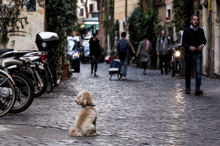 Dog on the street