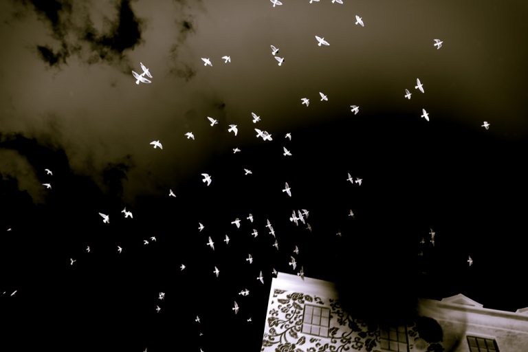 The birds, the birds!