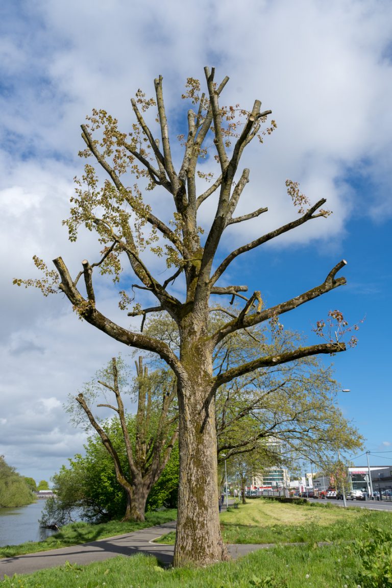 The tree got a haircut