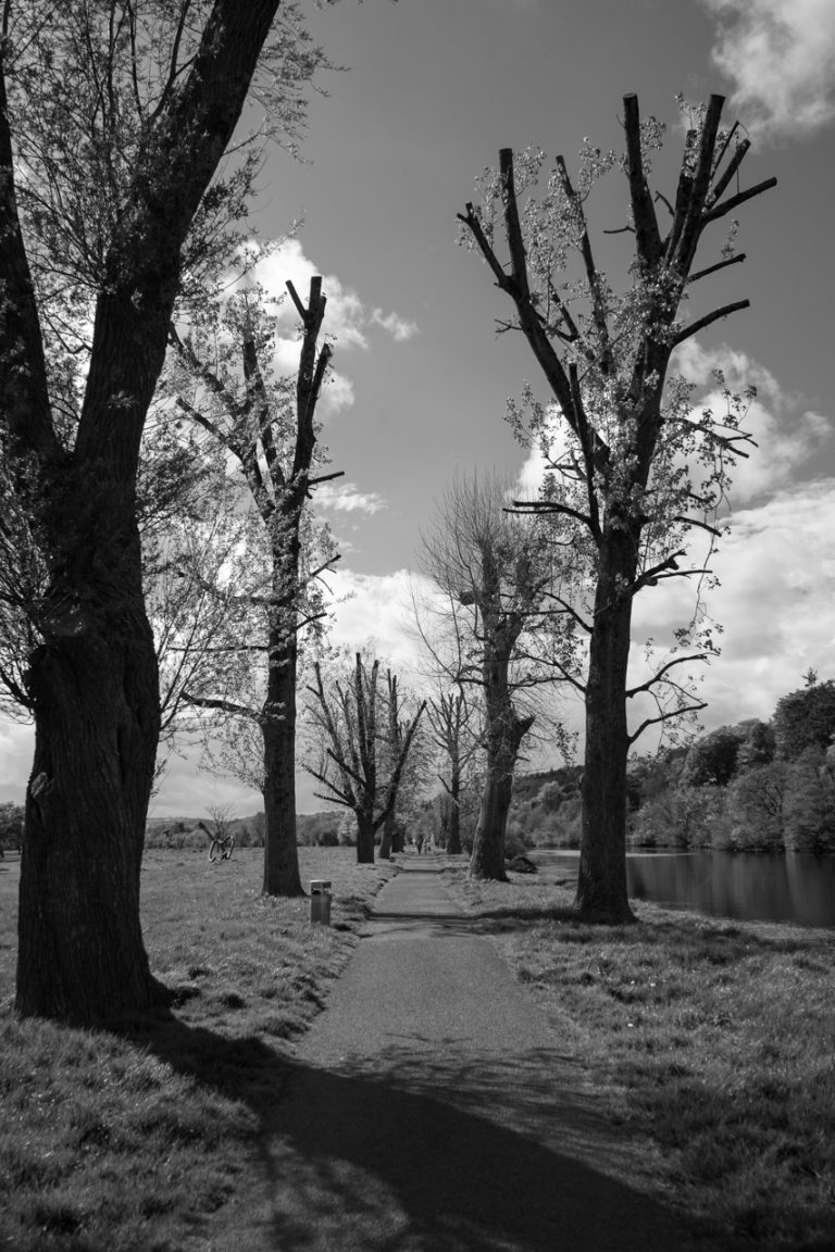 The Trees of Lee Fields