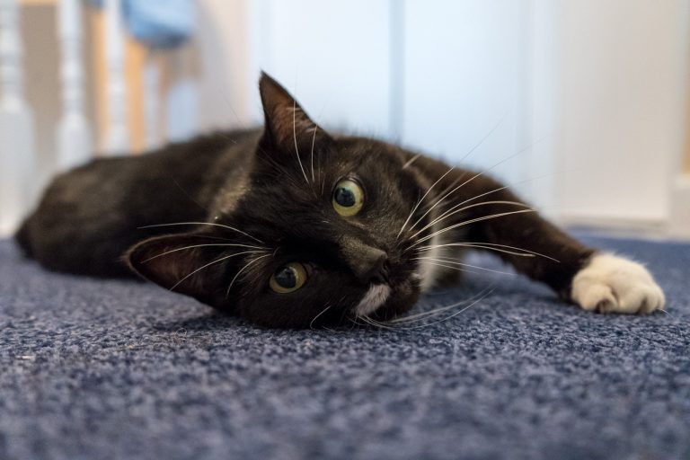 The Cat Loves Attention