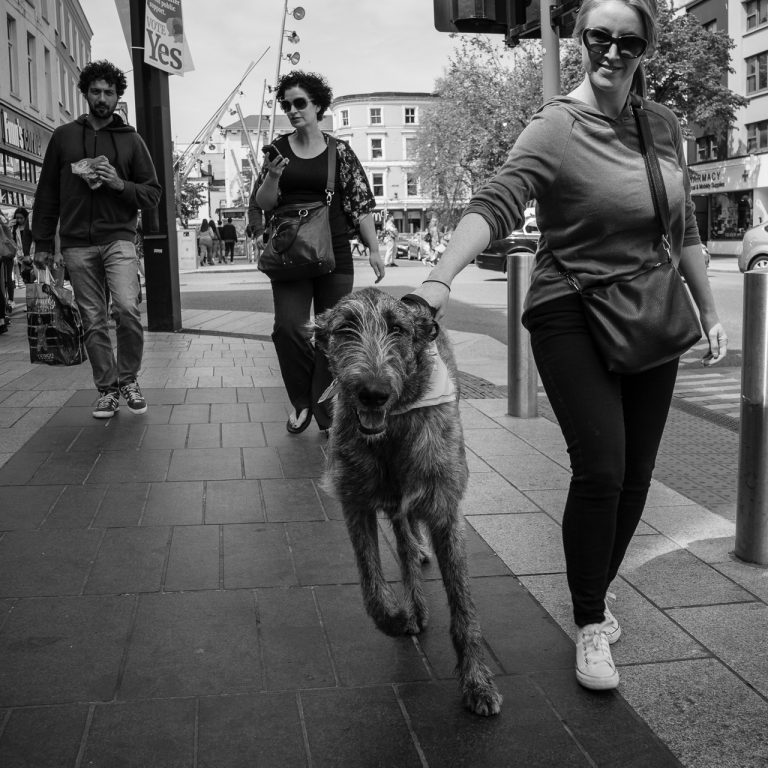 An Irish Wolfhound on the Grand Parade