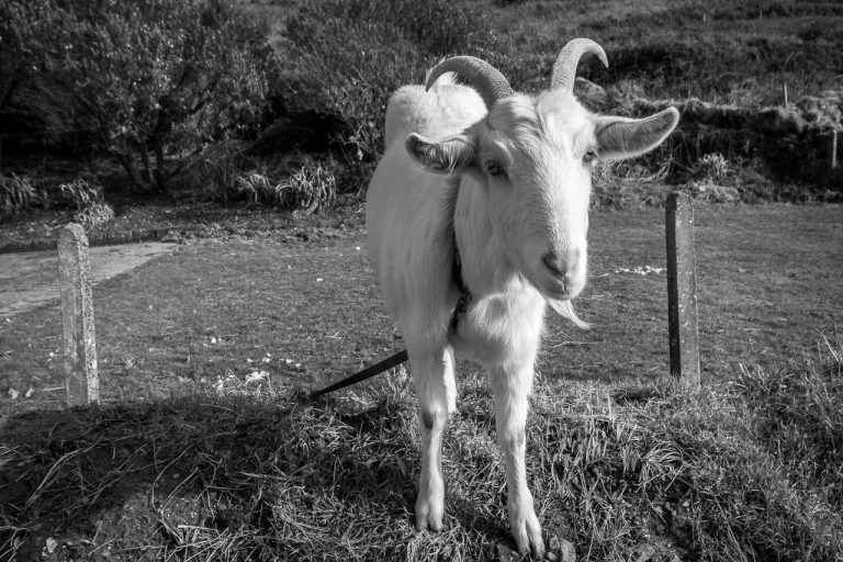 The goat on the ditch