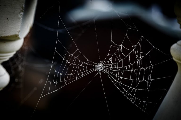 Dripping Wet Cobwebs