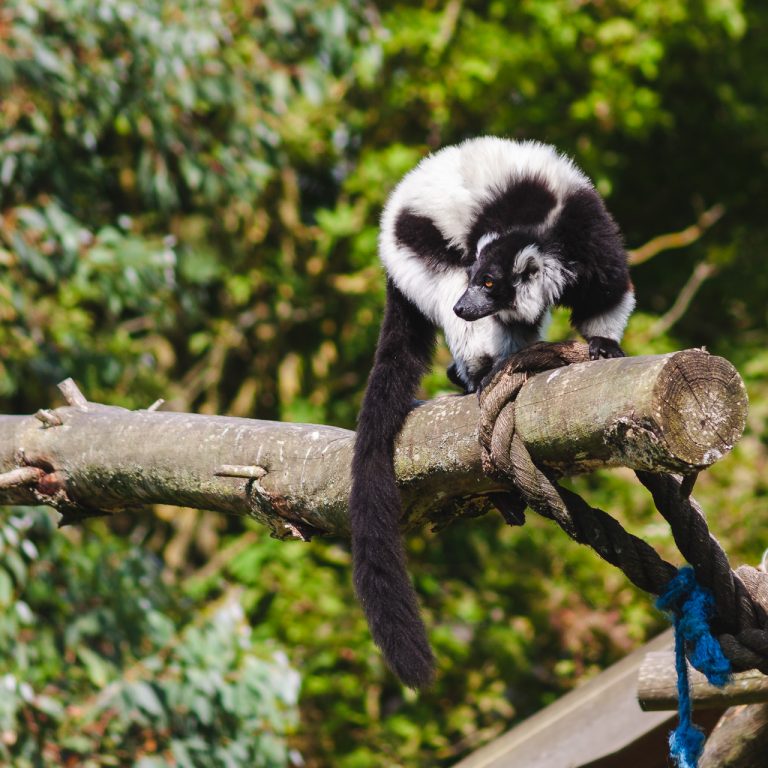 The Black And White Ruffed Lemur in Fota