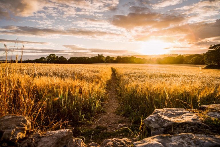 Sunset Over The Field