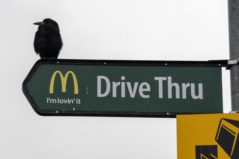 This Crow wants a Fly Thru