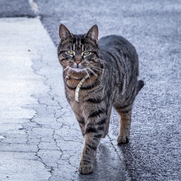 The Cat with the Collar