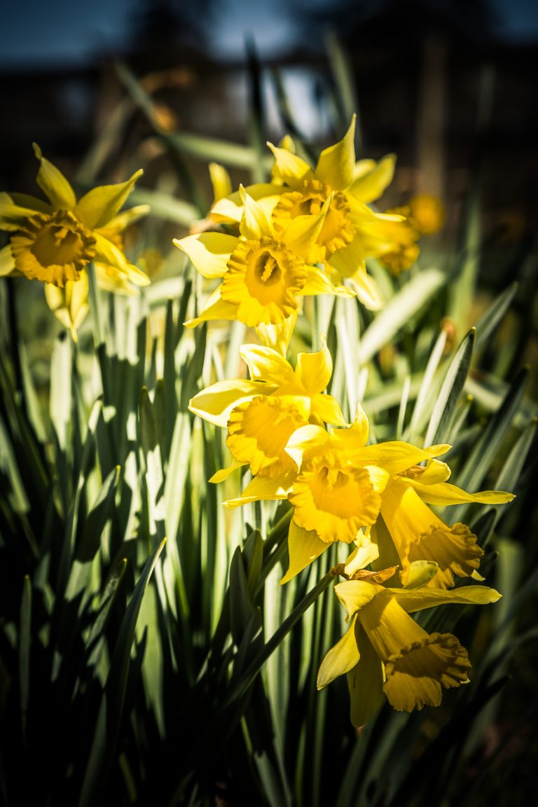 Daffodils in the Castle