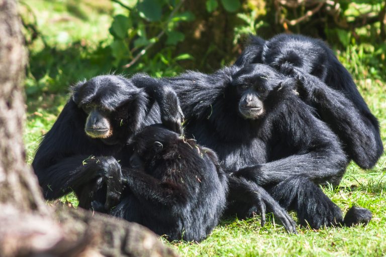 Monkeys at Fota Wildlife Park