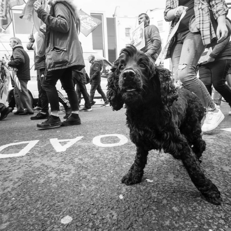 Doggy at the Protest