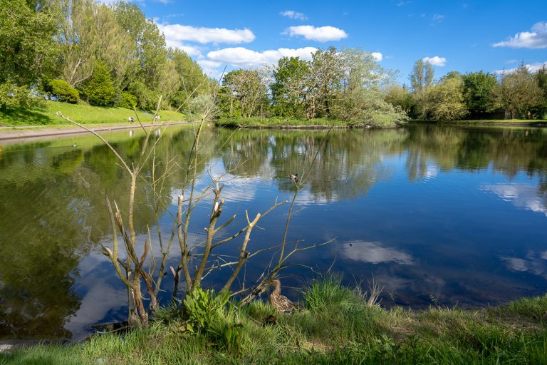 Duck Family at the Atlantic Pond