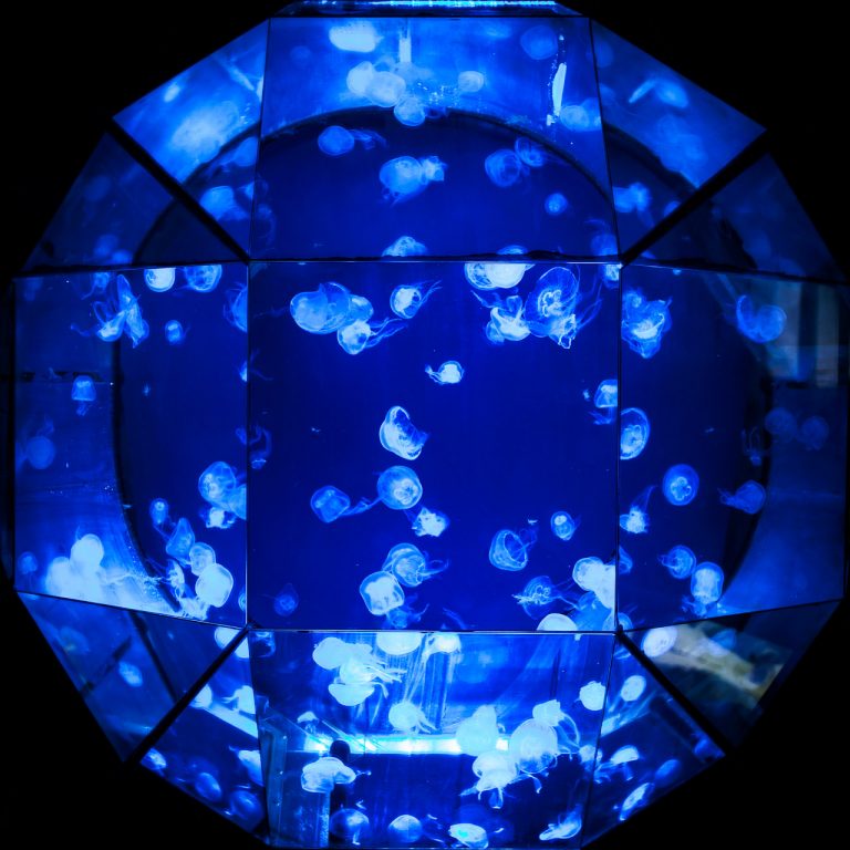 Jellyfish at Dingle Oceanworld