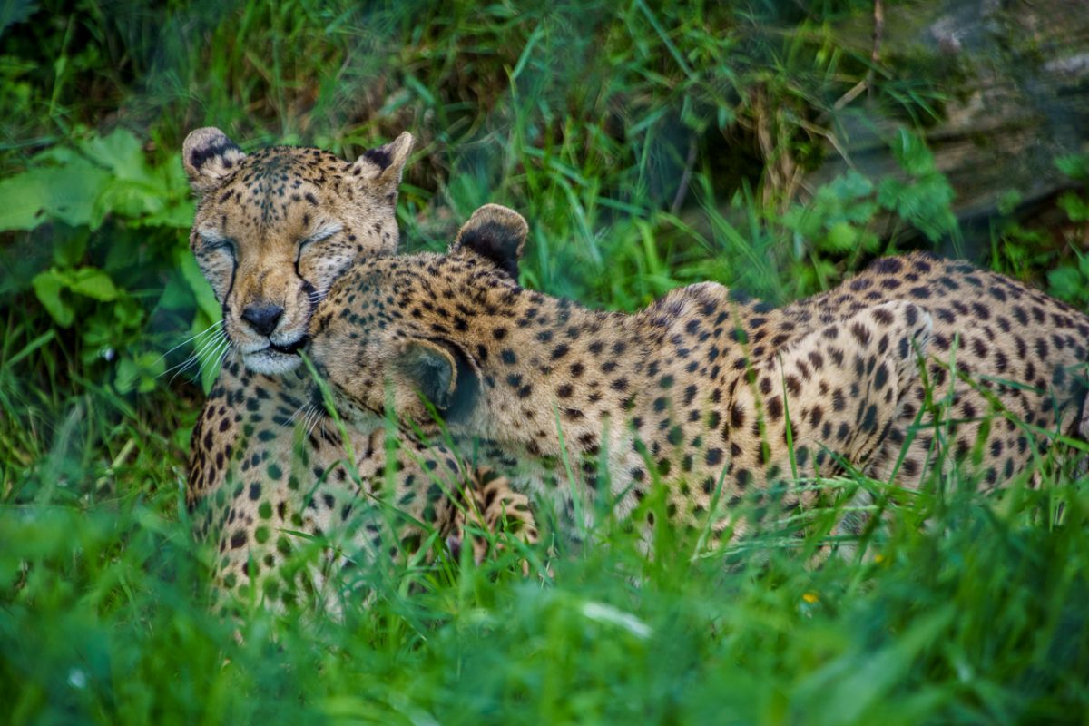 Cheetah Cuddles