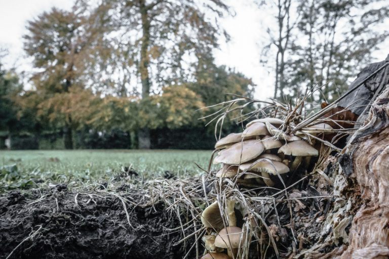 Morning Walks around Blarney