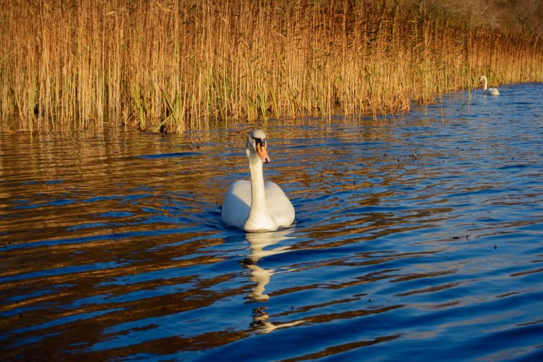 The Swans of Blarney Castle