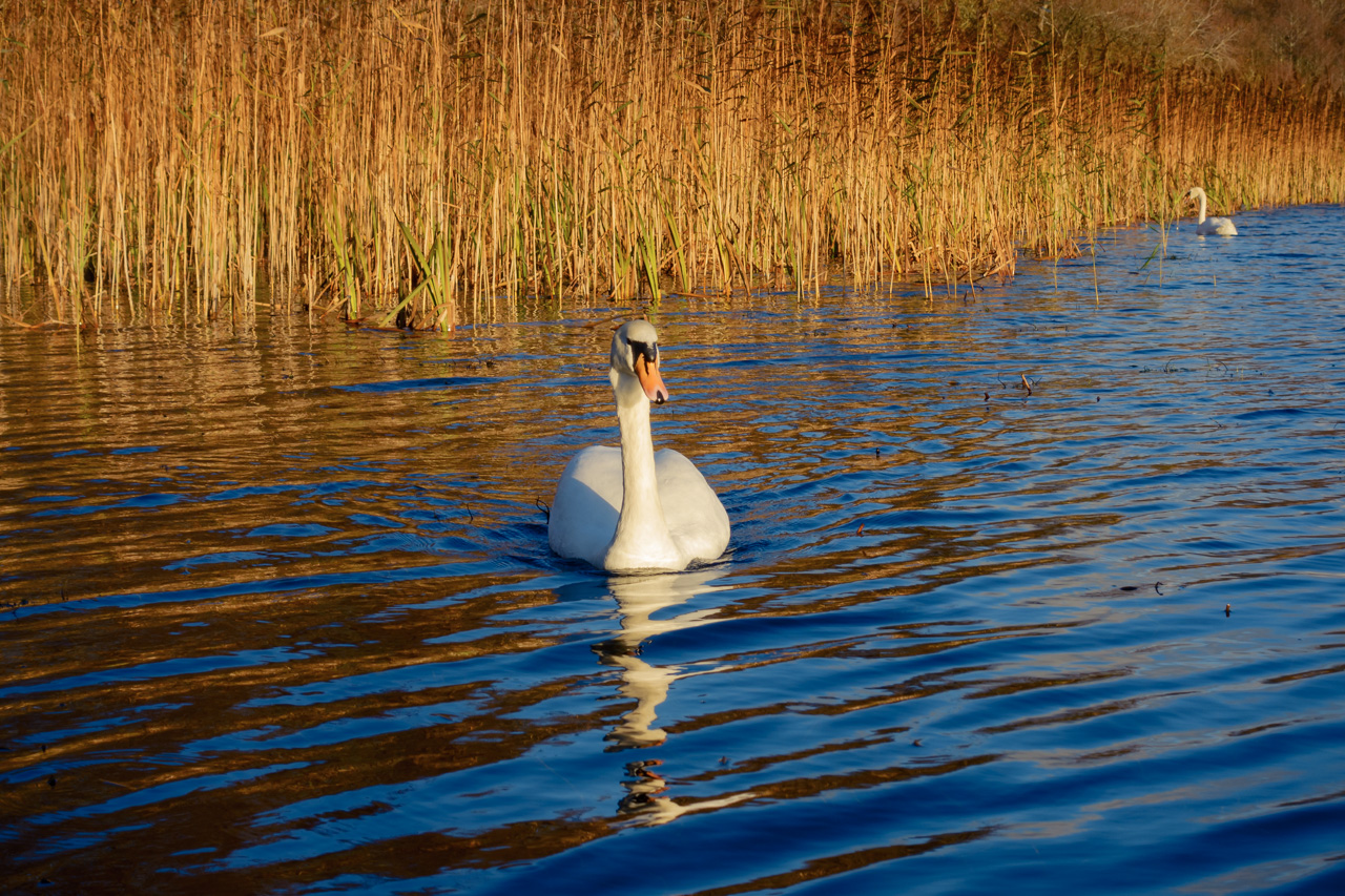 The Swans of Blarney Castle