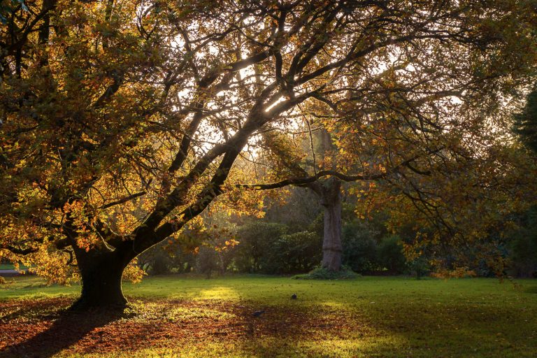 Sun Shines Through the Trees