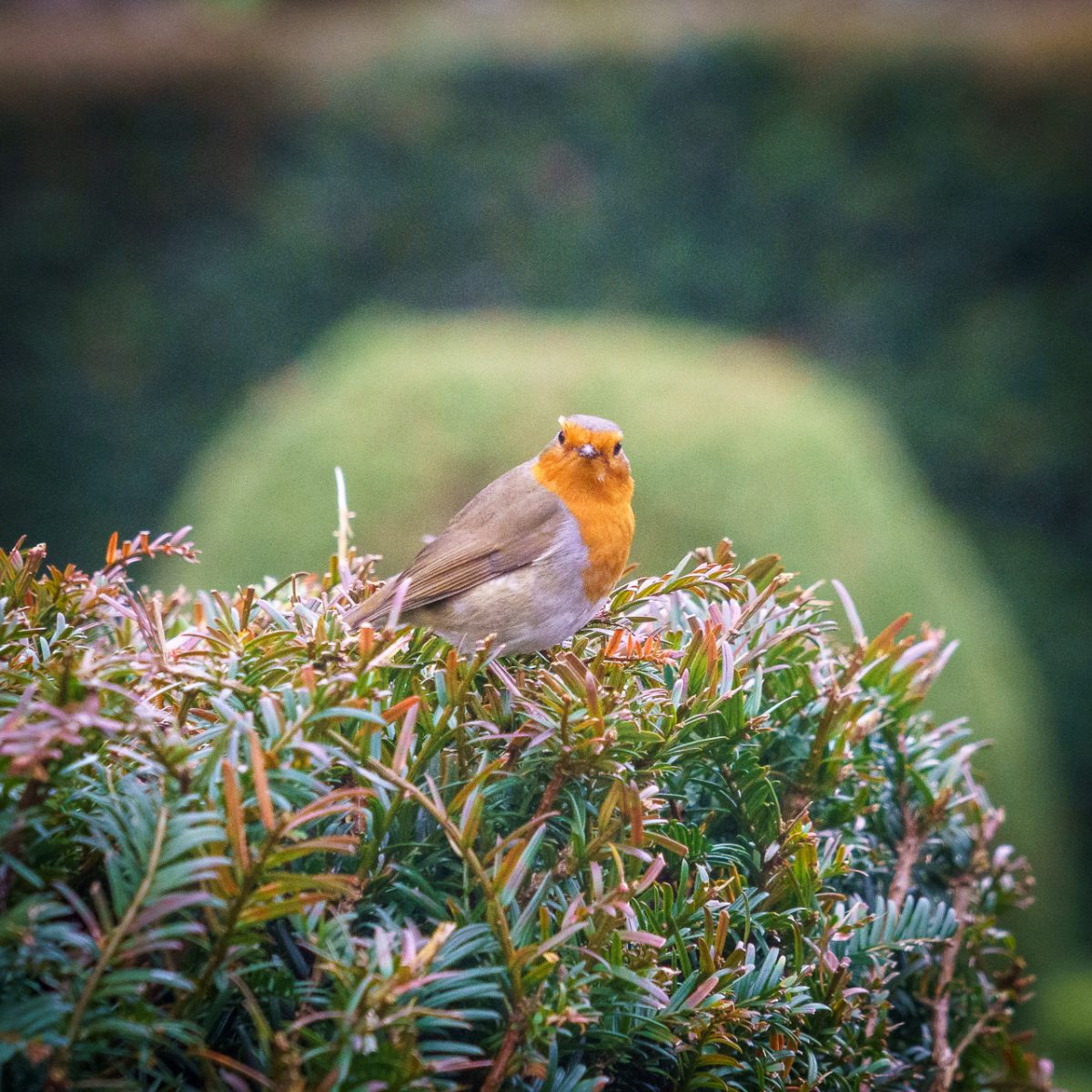 A Robin at the Castle