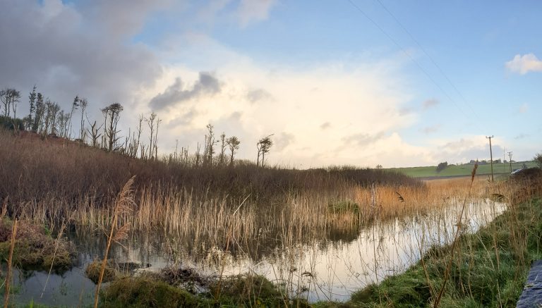 The trees on the horizon