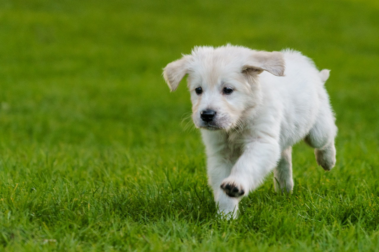 Neville the Puppy