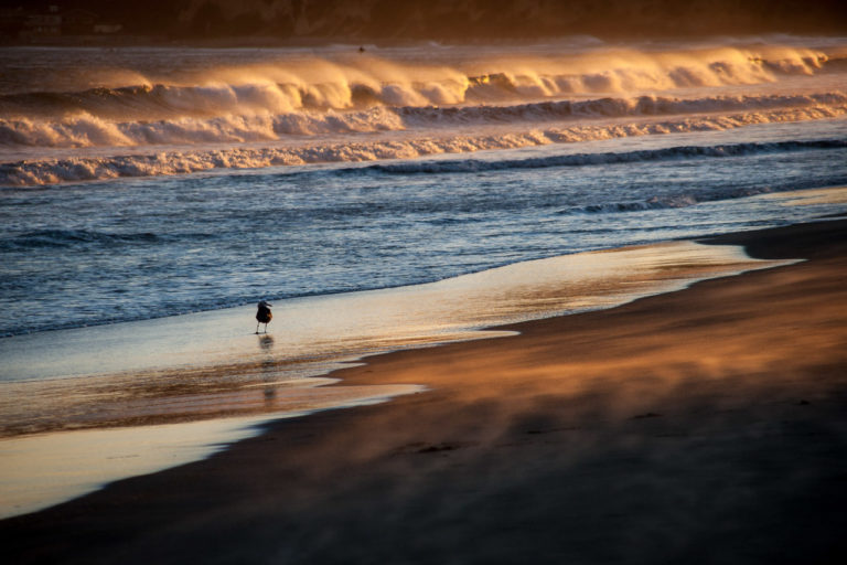 Solitary bird at the beach