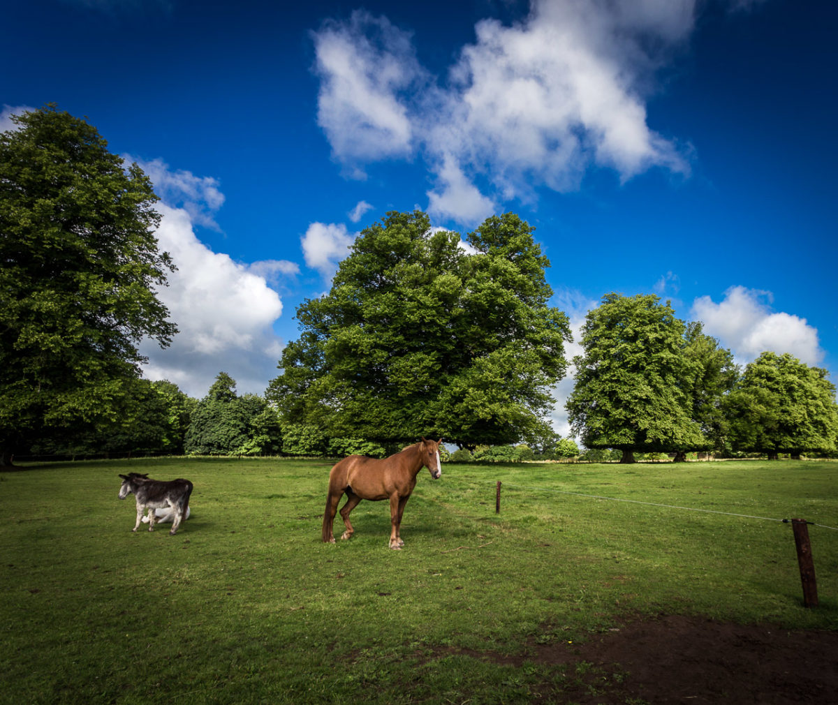 Horse and Donkeys