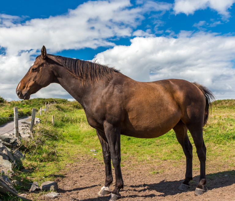 Sherkin Island Horse