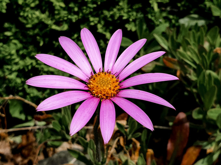 A Purple Aster