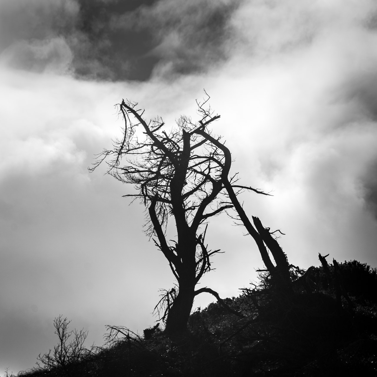 Bare Tree on the Hill