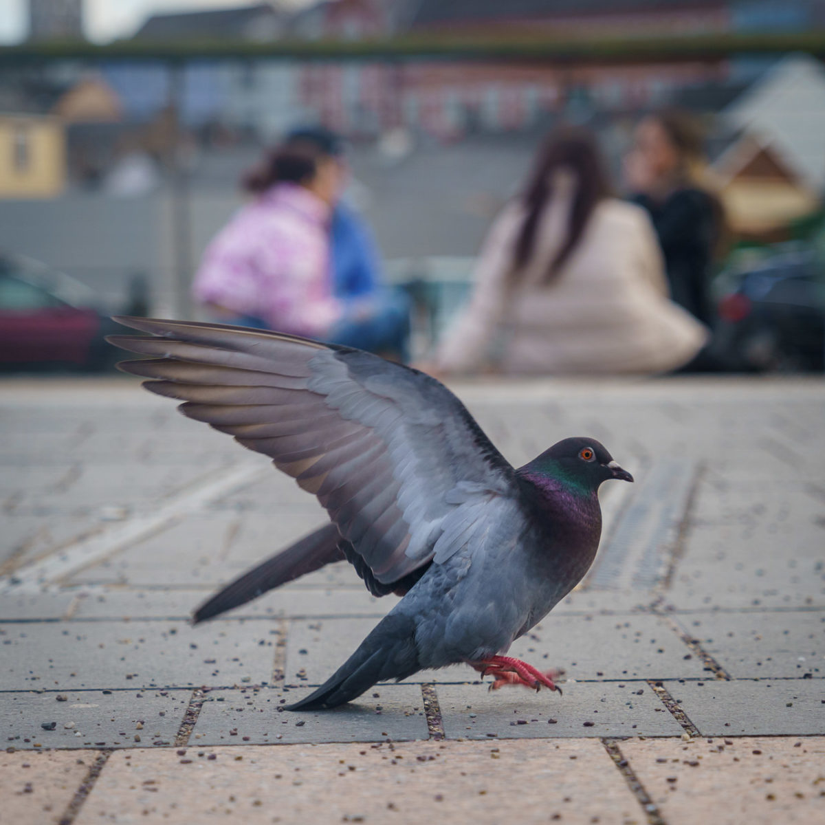 Pigeon on Grand Parade