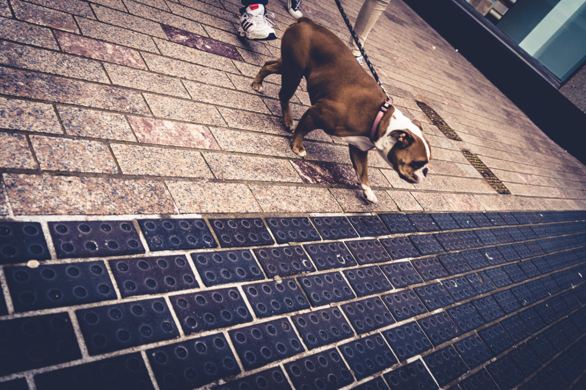 Walking The Dog