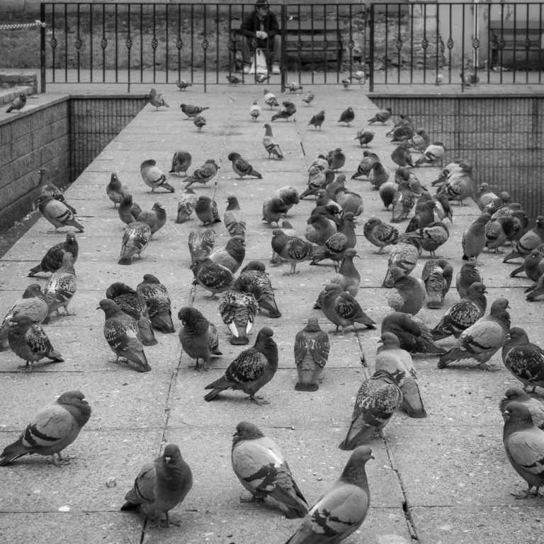 The only safe crowd now