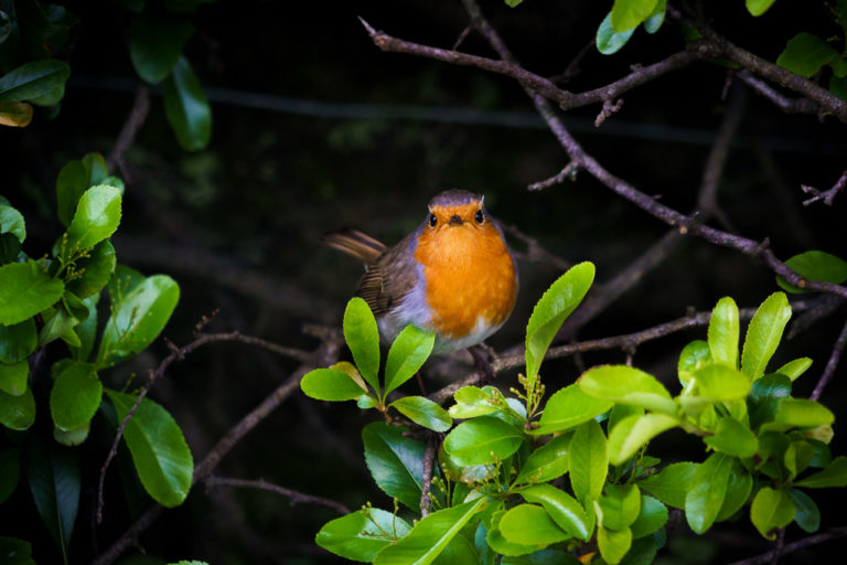Little robin in the bush