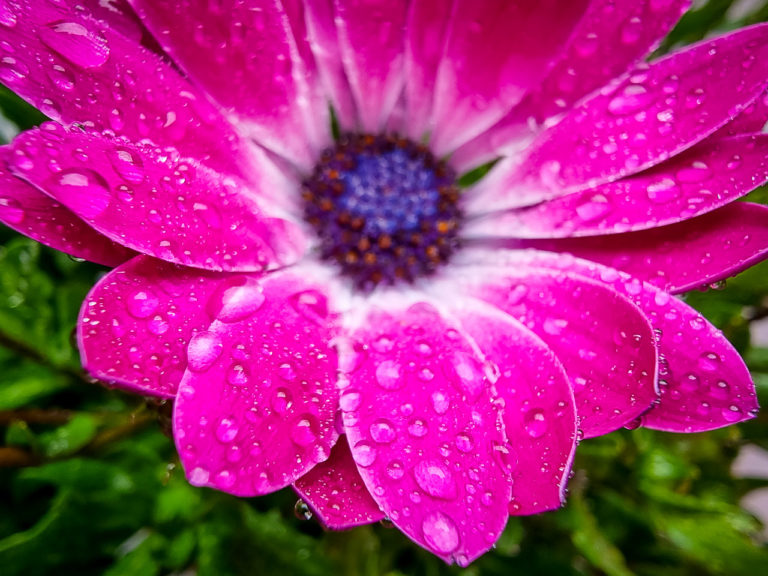 Rain drops on the flower