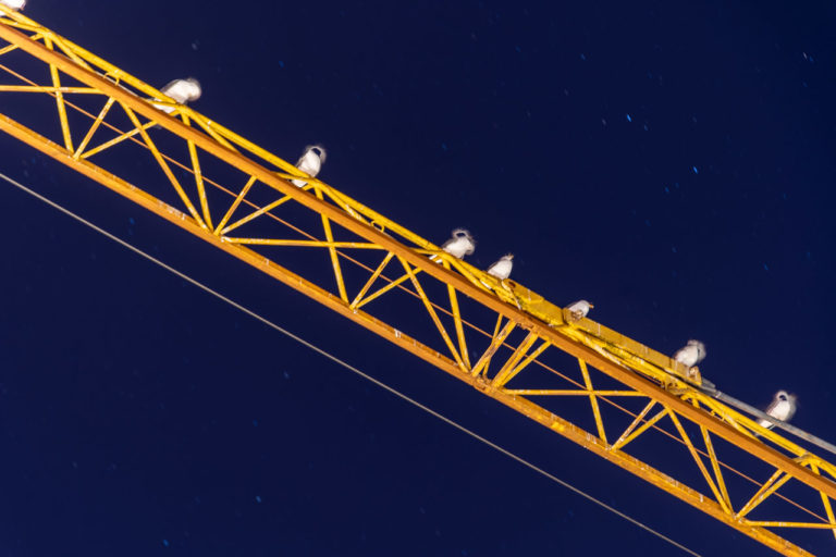 Birds Resting Up High