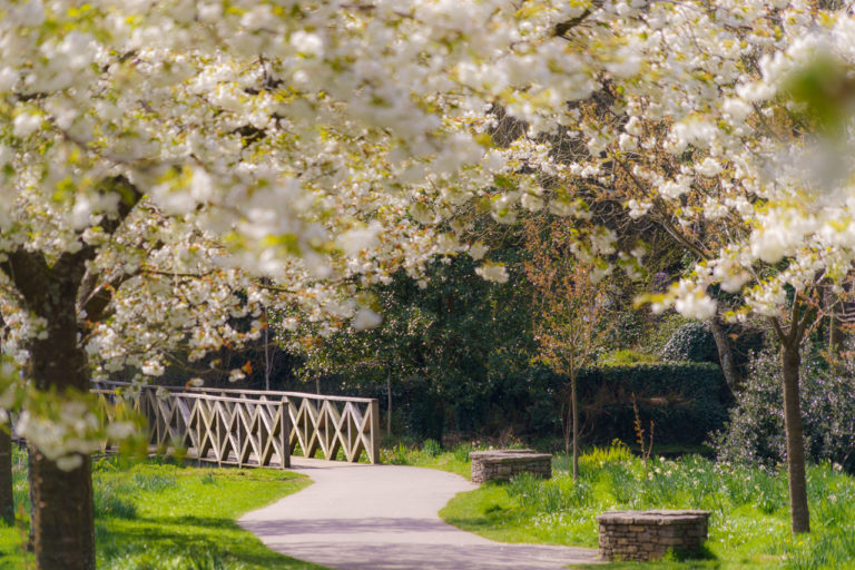 White Cherry Blossom
