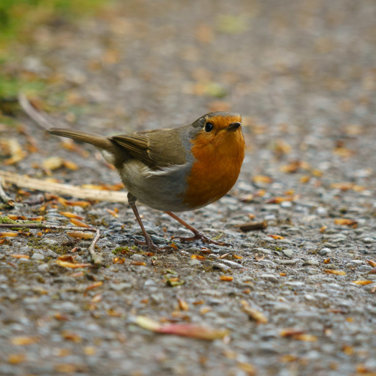 My Robin Friend